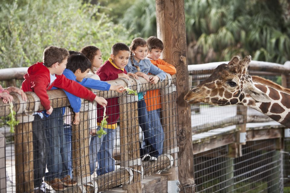 Scovill Zoo