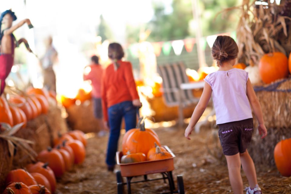 Great Pumpkin Patch