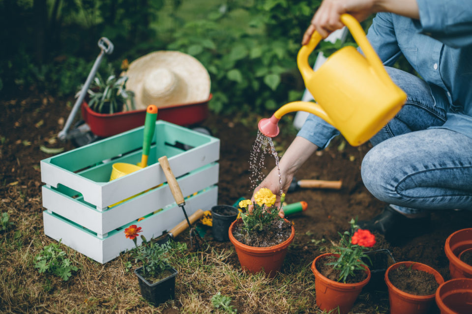 A denim-clad individual watering and planting flowers