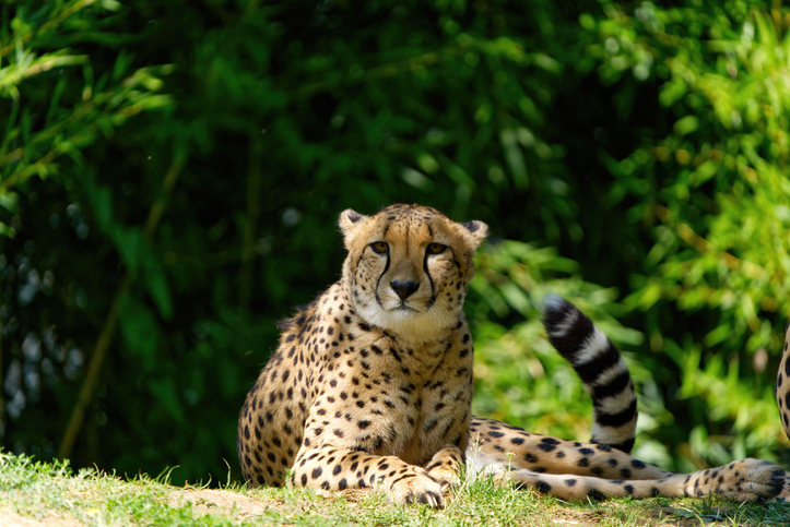 A selective focus of a cheetah lying down on the grass in the wilderness