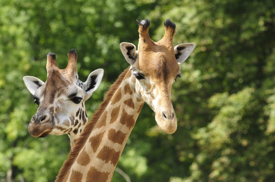 Heads of two giraffes in front of green trees